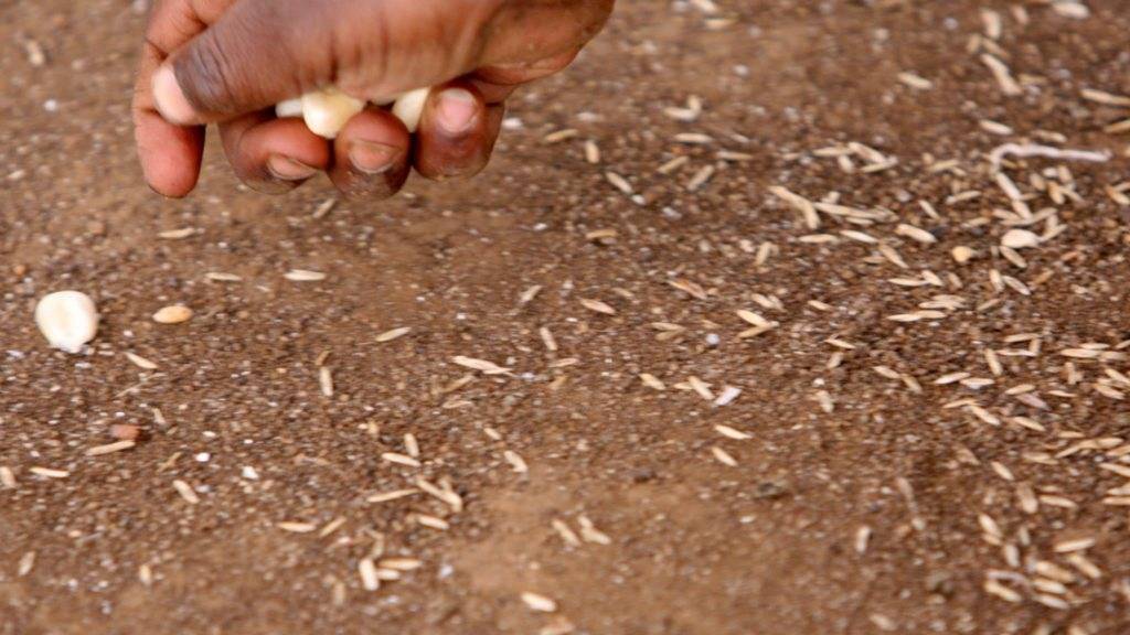 Im südlichen Afrika spitzt sich die Versorgungslage zu. 45 Millionen Menschen sind wegen Dürren, Überflutungen und auch Misswirtschaft von akuter Hungersnot bedroht, warnte das Welternährungsprogramm (WFP) der Vereinten Nationen am Donnerstag. (Symbolbild)