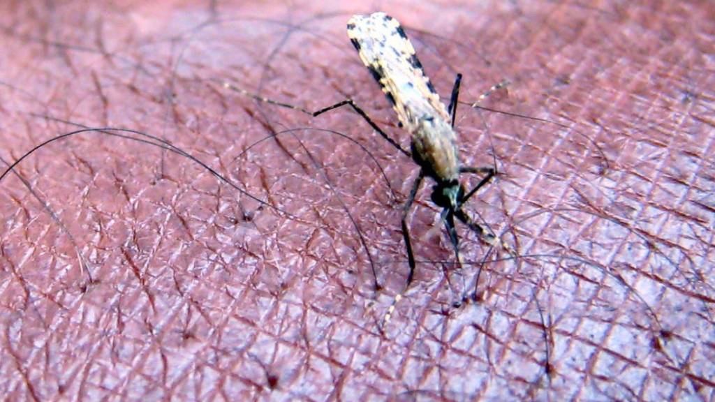 ARCHIV - Ein Mückenstich von «Anopheles gambiae», ein Verbreiter der Malaria-Erkrankung, ist jetzt in China nicht mehr so schlimm. Das Land meldet sich malariafrei. Foto: Stephen  Morrison/EPA FILE/dpa