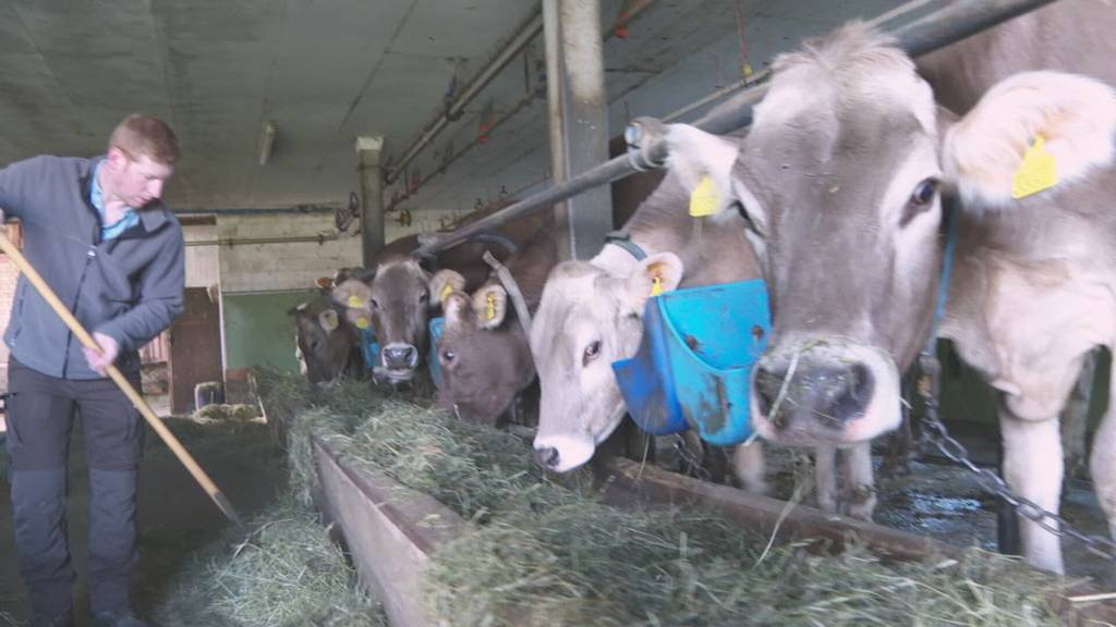 Viehschau-Kontroverse: SVP macht gegen Gelderkürzung mobil – reine Wahlkampfmasche?