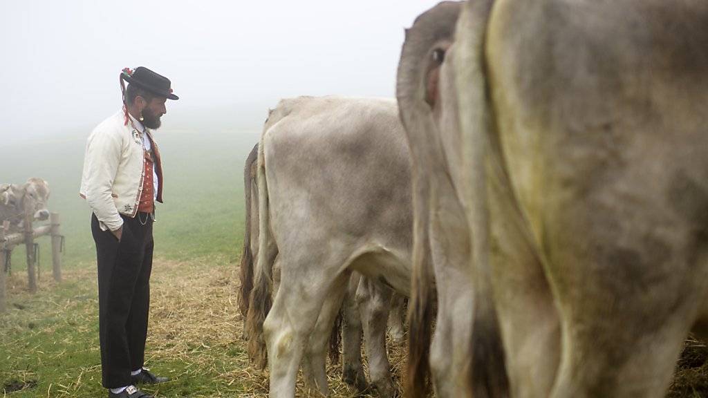 Nicht nur die Zahl der Bauern, auch jene der Milchkühe geht in der Schweiz zurück - es sei denn, sie ackern und grasen unter dem Label «Bio». (Symbolbild)