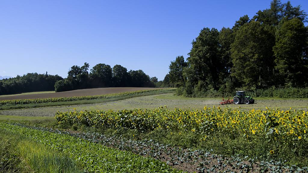 Der Agrarbericht 2023 beleuchtet die Direktzahlungen: Landarbeit auf einem Bauernhof in Lausanne. (Archivbild)