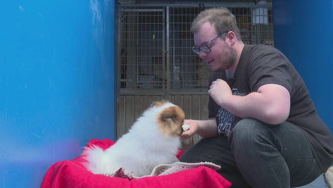 Appell vor Weihnachten: Hunderte Tiere landen immer wieder im Tierheim