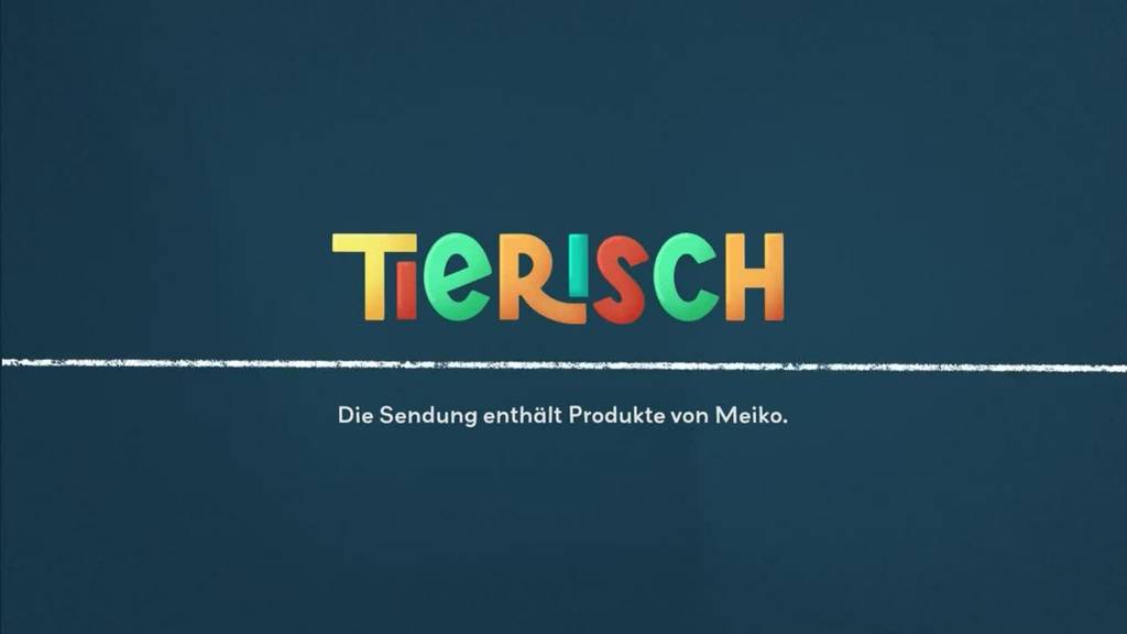 Faszination Vogelfedern / Katze beim Zahnarzt