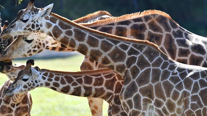 Elfenbeinhandel bleibt verboten - Giraffen werden besser geschützt