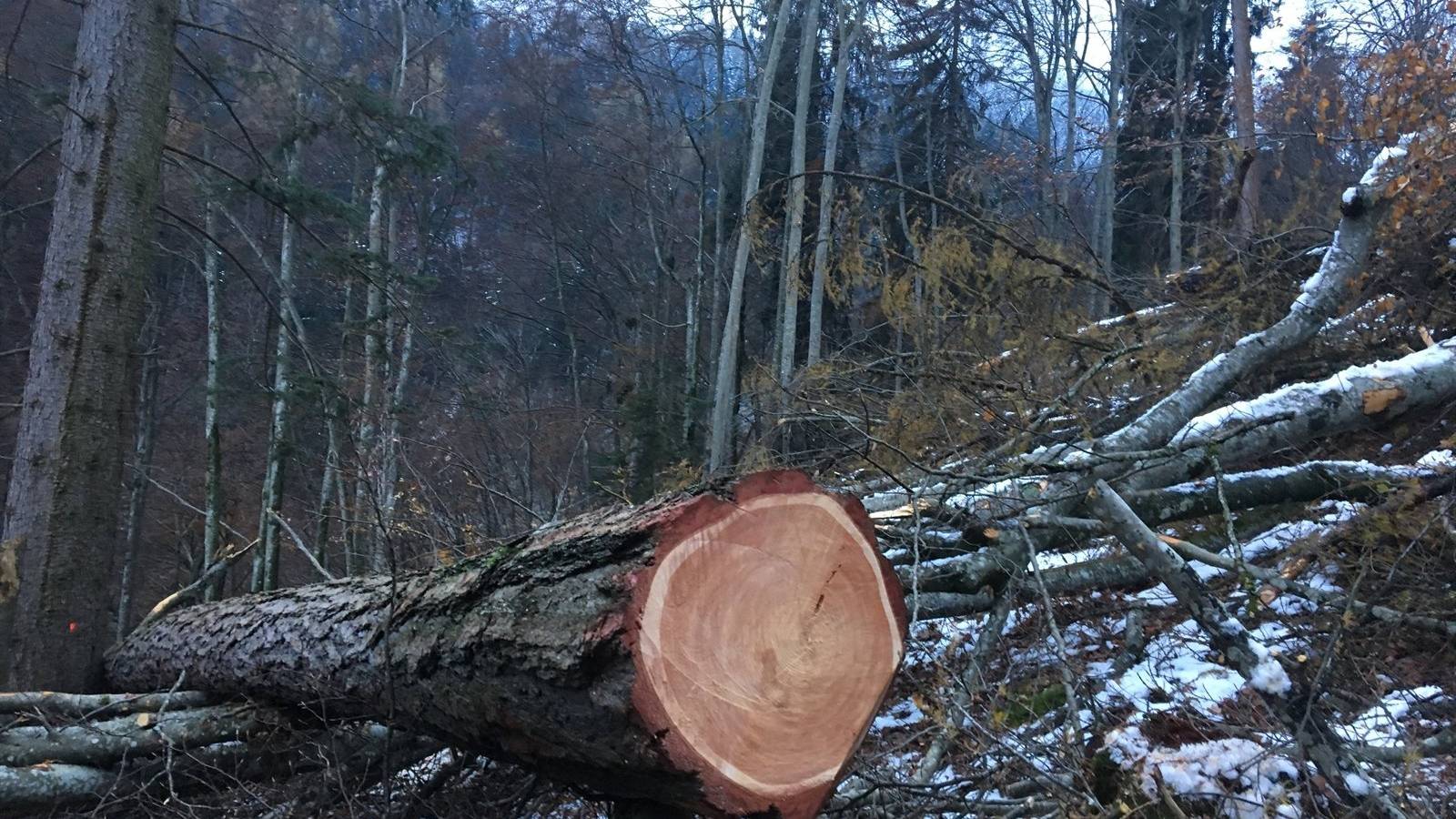 Dieser Baum fiel auf einen 24-jährigen Schweizer.