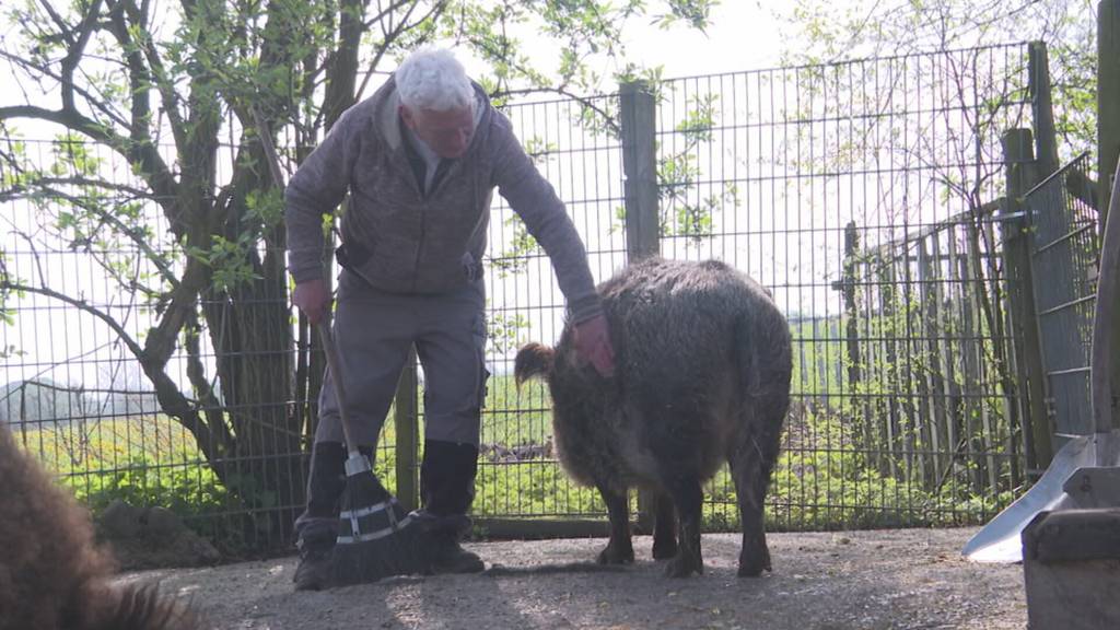 Trotz Fristablauf: Kleintierzirkus Rodolfo hat noch acht Tiere auf dem Hof