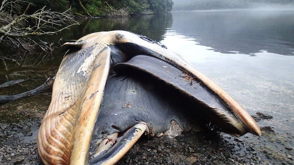 In Südchile sind rund 70 gestrandete tote Wale gefunden worden. (Symbolbild)