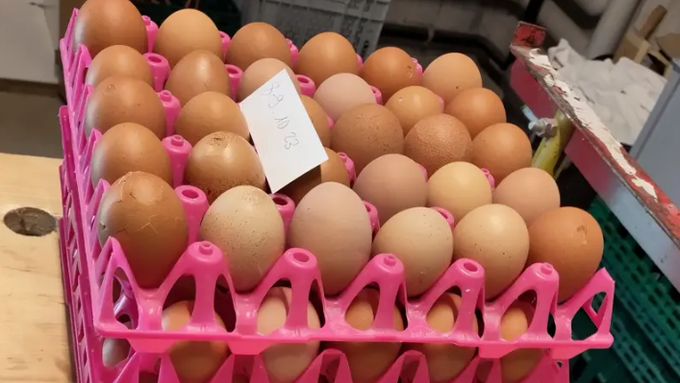 Effingerhort hat einen Bio-Eier-Überschuss – Aargauer Firma hilft