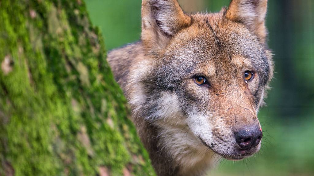 Das Bundesverwaltungsgericht stützt einen Entscheid des Bafu zur abgelehnten Verkleinerung eines Wolfsrudels im Kanton Wallis. (Archivbild)