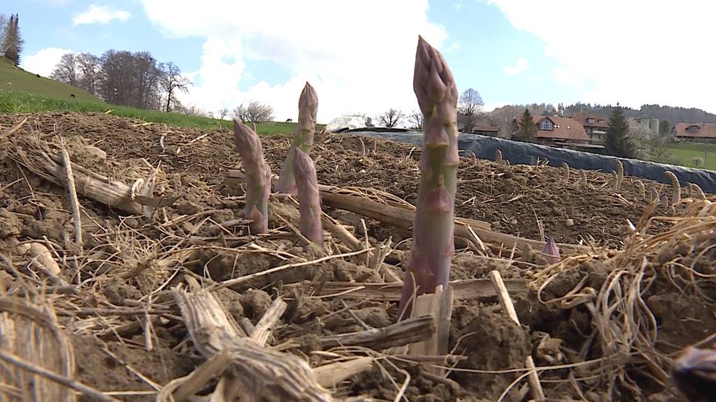 Spargel an Ostern Mangelware