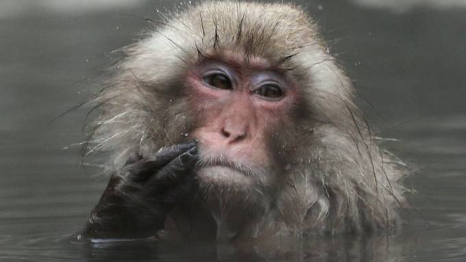 Affenqualen im Netz: Makaken werden für Social Media missbraucht