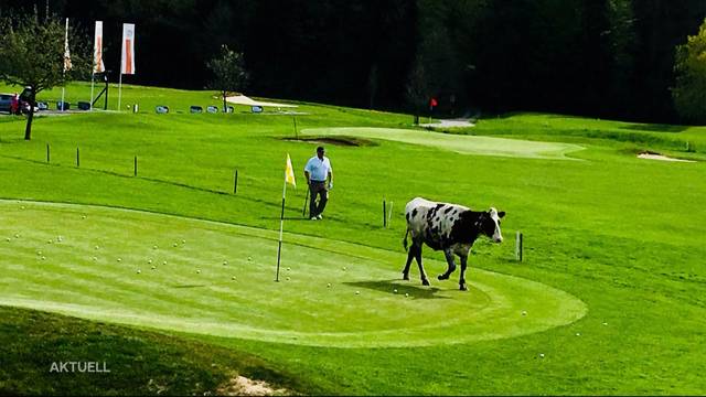 Durchgebranntes Rind macht Golfplatz unsicher