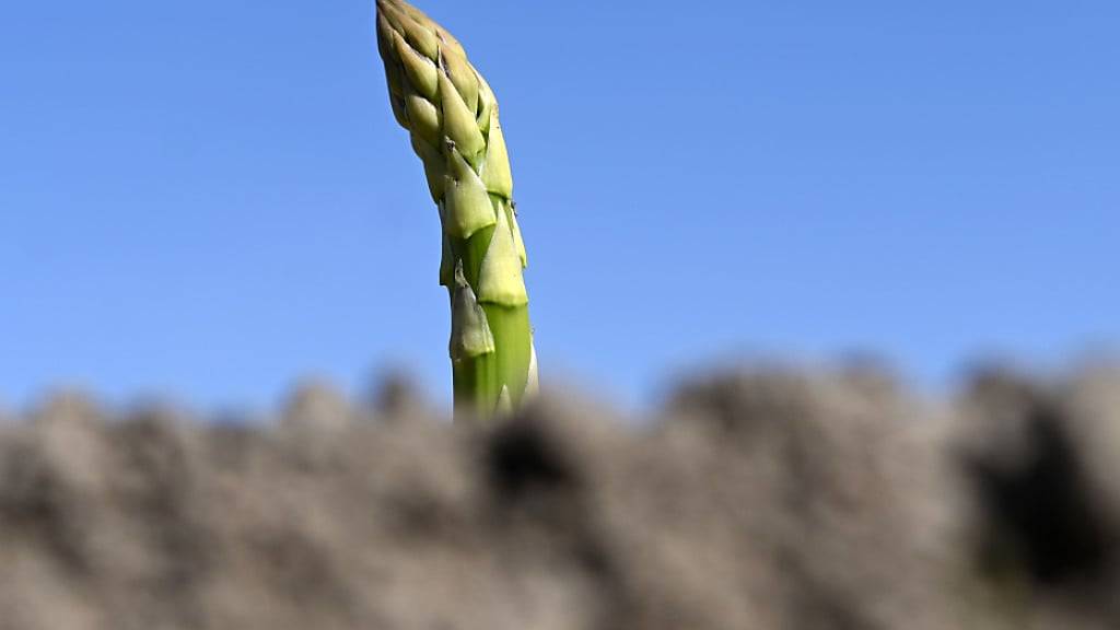 Die ersten Grünspargel sind schon auf Schweizer Feldern geerntet worden - die grosse Ernte wird aber erst nach Ostern erwartet. (Archivbild)