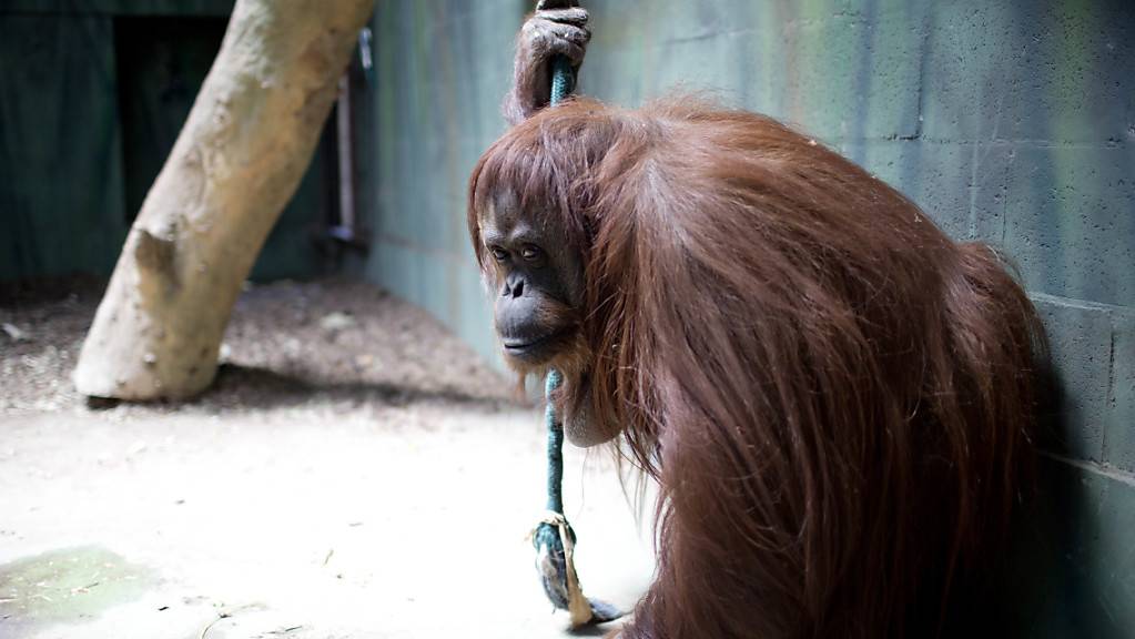 Die Orang-Utan-Dame Sandra darf vom Zoo in Buenos Aires in ein Reservat in Florida umziehen. (Archivbild)