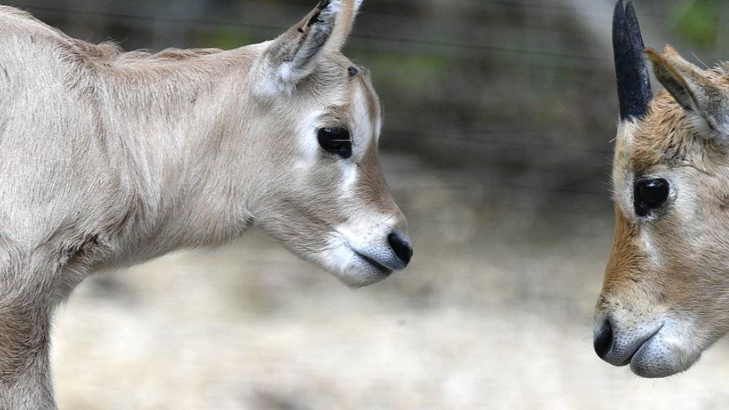 Arabische Oryx mögen es warm: die beiden Jungtiere Tahani und Thuraya.