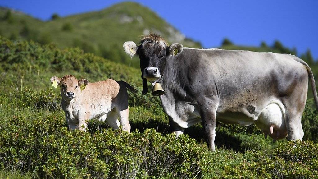 Mutterkühe können aggressiv werden, wenn sie den Nachwuchs beschützen. (Symbolbild)