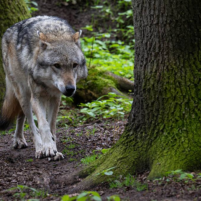 «Das Plätzchen war für das Tier scheinbar geeignet» – Frau findet kranken Wolf im Garten 