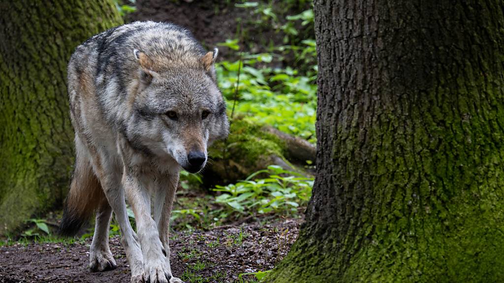 In Valens wurde ein kranker Wolf in einem Garten gefunden. (Symbolild)