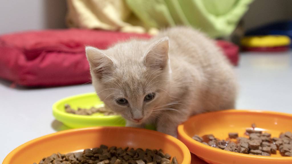 Von Jung bis Alt: Katzen machen die grösste Gruppe an Tieren aus, die in Tierheimen aufgenommen werden. (Archivbild)