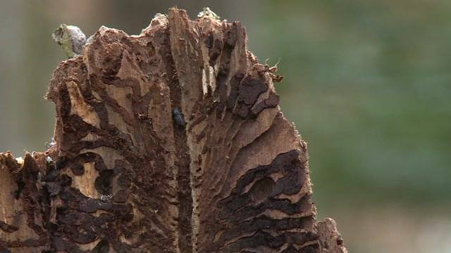 Kanton warnt vor Borkenkäferplage