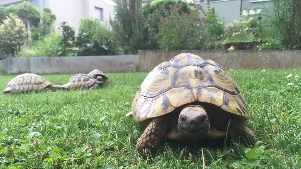 Landschildkröten 