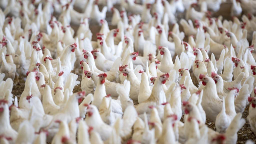 Nationale Petition für Revision des Tierschutzgesetzes übergeben