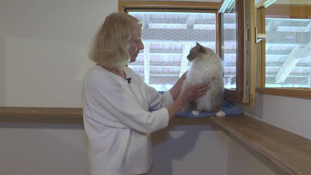 Ferien für die Katz: Thurgauer Katzenhotel bietet Einzelzimmer