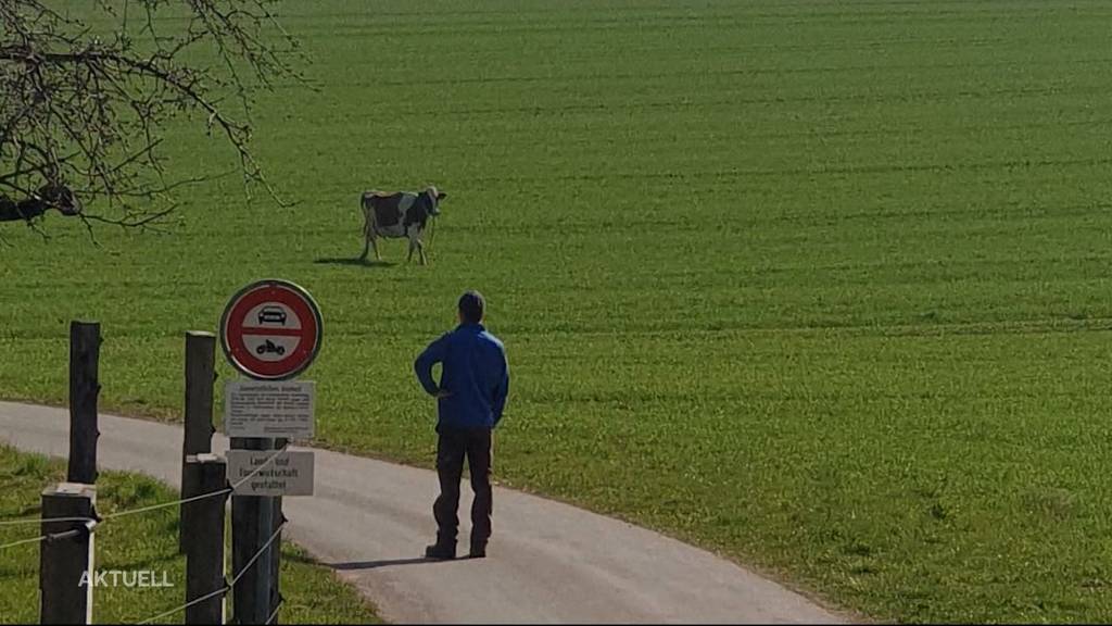 Wildhüter erschiesst ausgebüxtes Rind