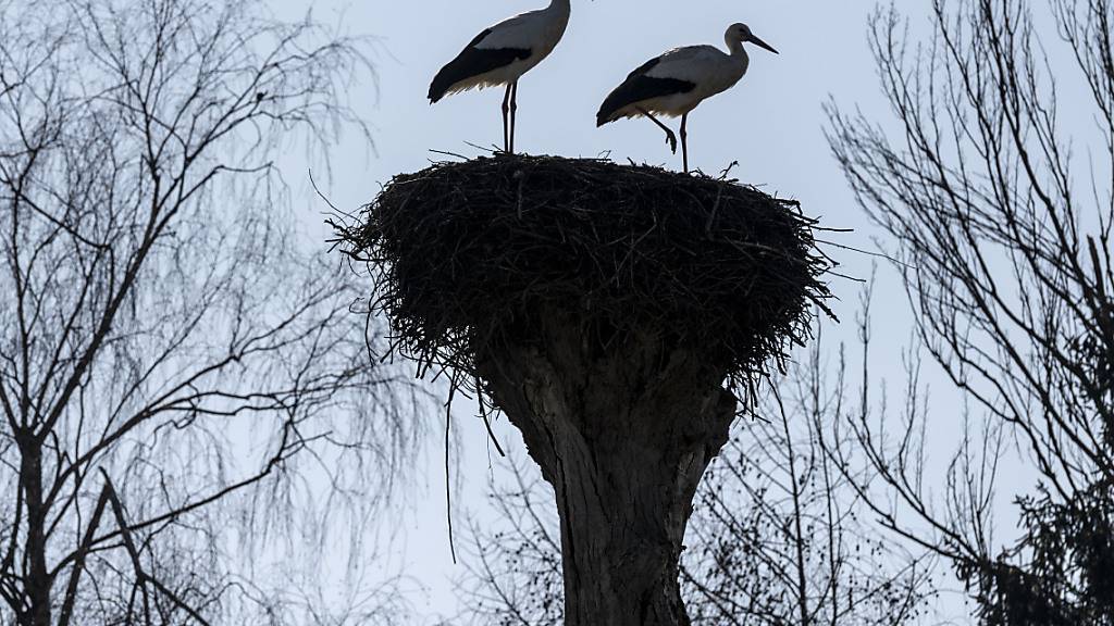 Die Storchenpopulation im Kanton Zürich wächst. Weil die beliebten Vögel auch für Probleme sogen können, prüft der Kanton die Einrichtung einer externen Fachstelle. (Symbolbild)