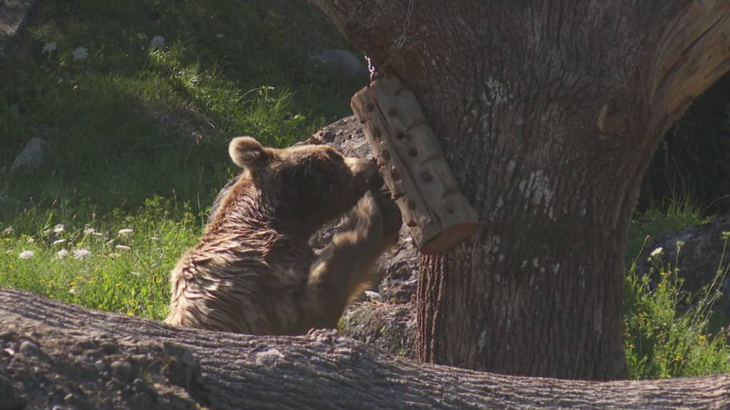 «Summerabig im Park»: Besucher können den Tierpark Goldau bis zur Dämmerung erleben