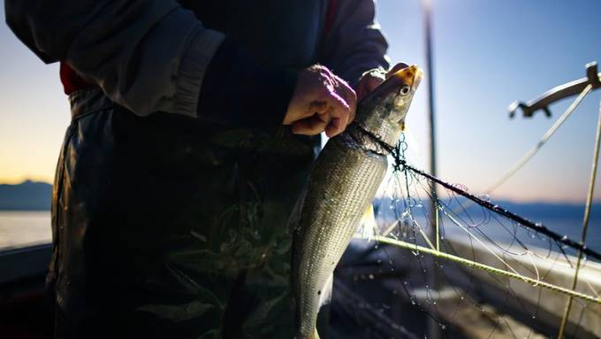 Fangmenge der Genfersee-Fischer wieder gestiegen