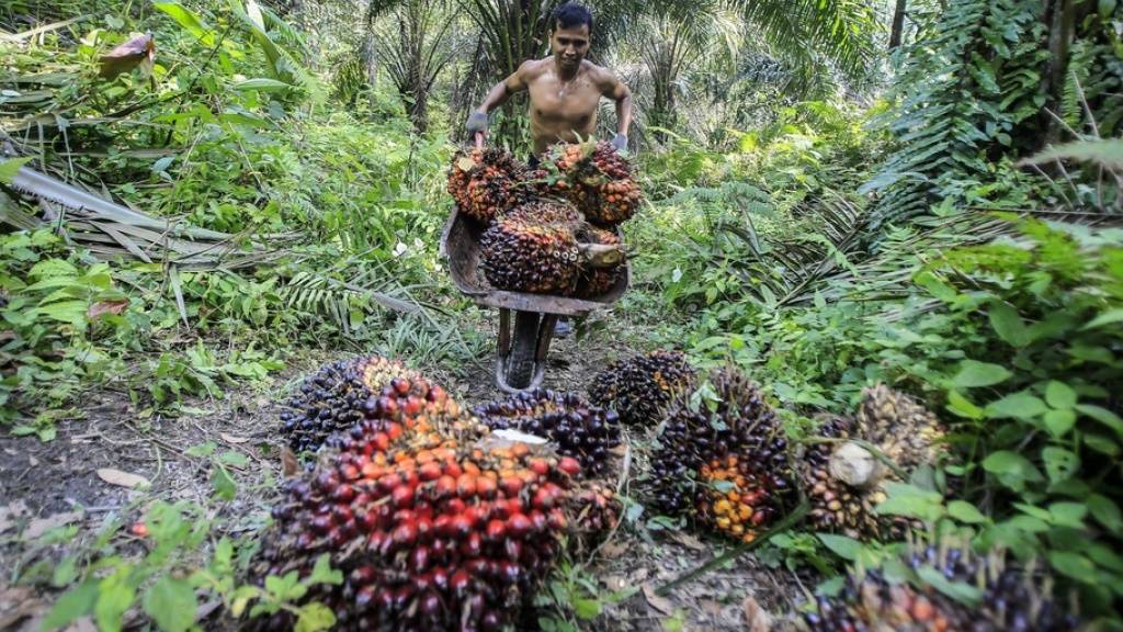 In vielen Ländern wie Indonesien musste Regenwald für Ölpalmen weichen. Forschende weisen auf eine umweltfreundlichere Alternative hin. (Archivbild)