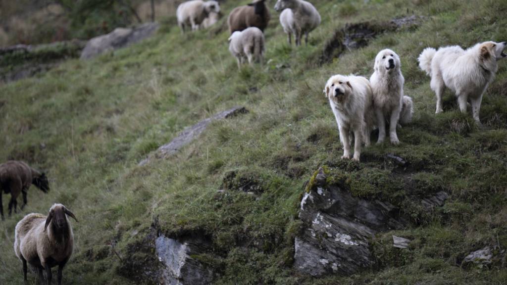 Mit Herdenschutzhunden können Schafe vor Wolfsrissen geschützt werden. Der Glarner Regierungsrat will die Ausbildung dieser Hunde unterstützen. (Archivbild)
