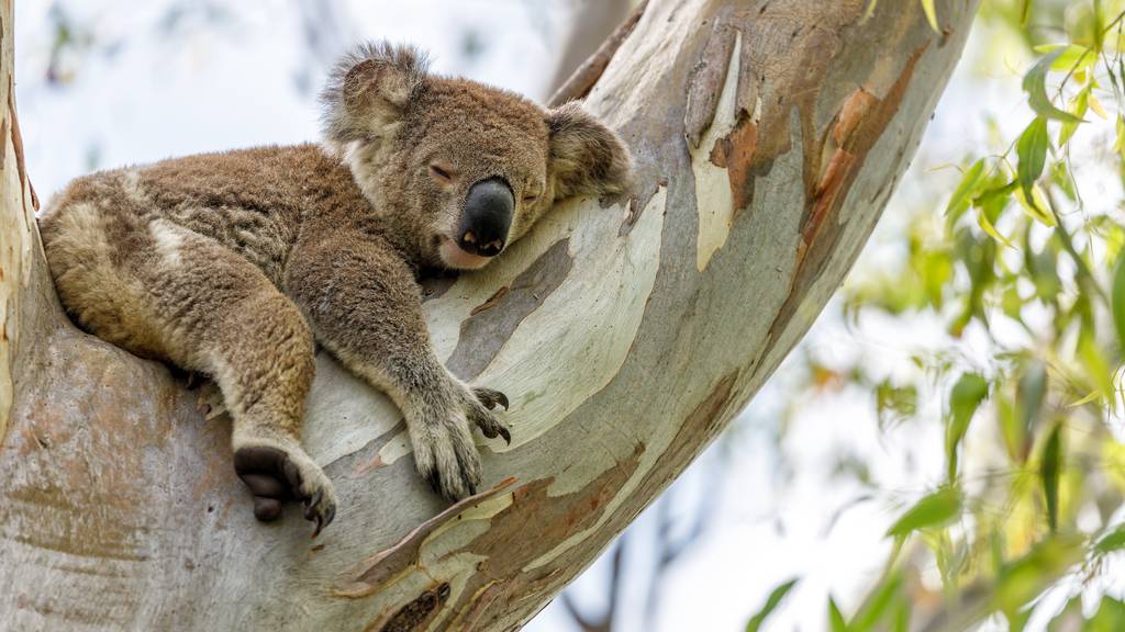 Koalas sind am wählerischsten!