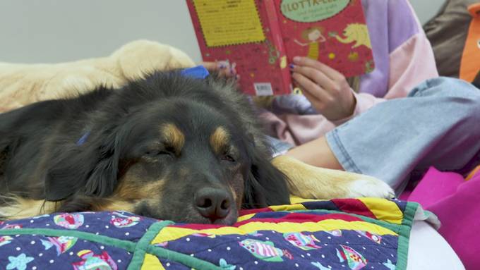 «Niemand meckert, wenn ich Fehler mache» – darum lesen Kinder Hunden vor