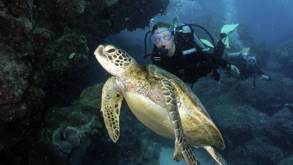 Wieviel Plastikabfall diese Suppenschildkröte in Australien wohl im Bauch haben mag? (Archivbild)