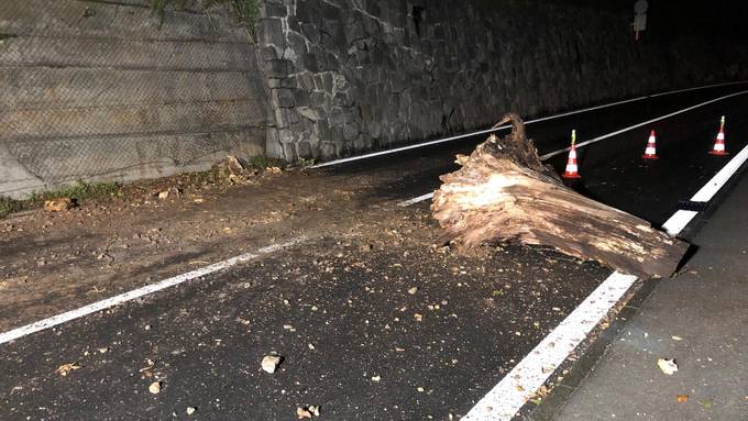 Morscher Baumstrunk fällt auf Axenstrasse