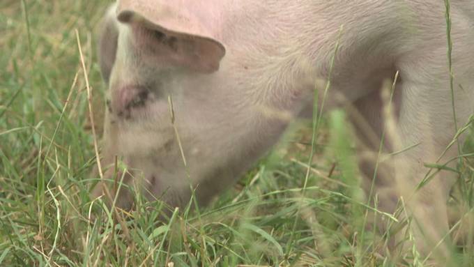 Teaser: Tierisch