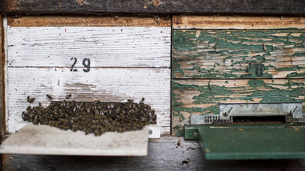Ein Bienenhaus in Kriens beschäftigt die Justiz seit einem Jahrzehnt. (Symbolbild)