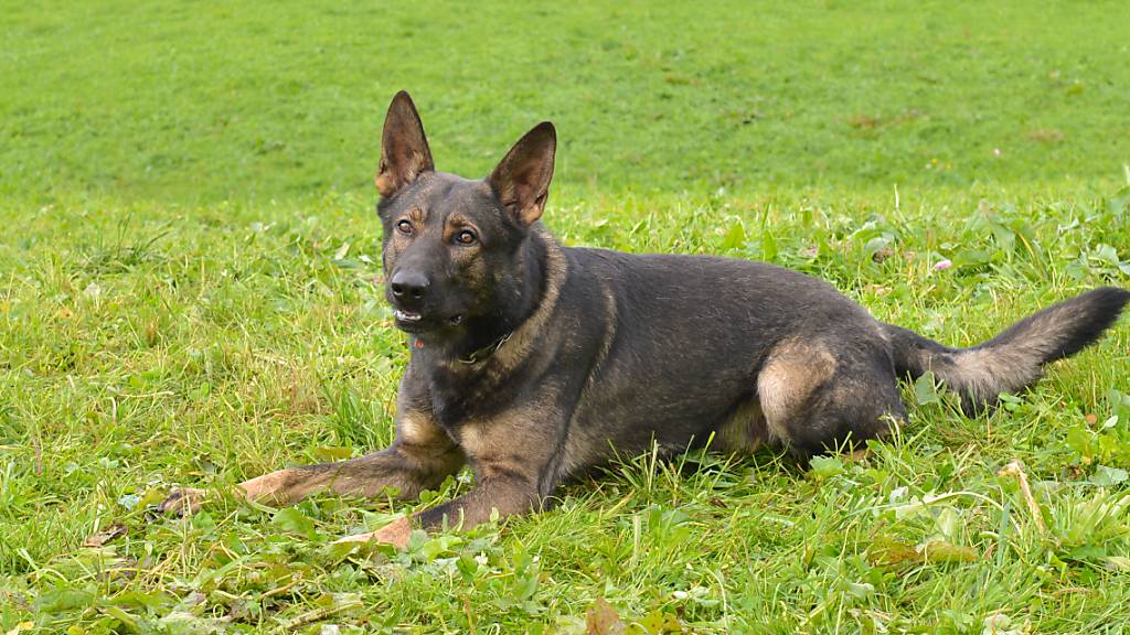 Polizeidiensthund Rusty konnte drei mutmassliche Einbrecher schnappen.