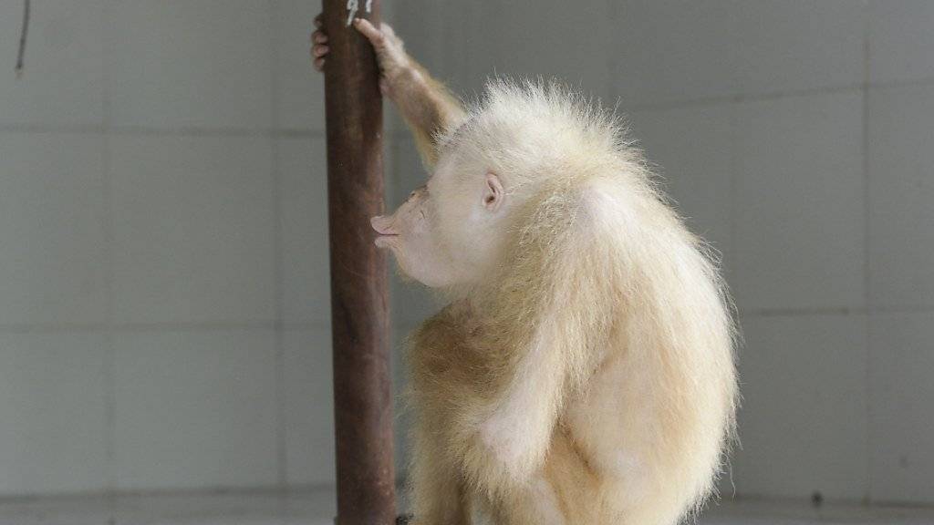 Der kürzlich in Indonesien entdeckte Albino-Orang-Utan heisst nun Alba. (Archivbild)