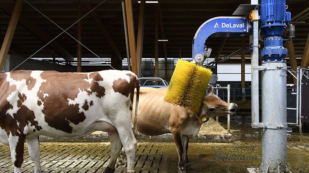 Das tut gut: eine Kuh lässt sich im neuen Stall am Inforama Rütti von einer Kuhbürste den Nacken kratzen.