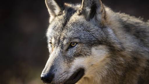 Kanton Zürich meldet erneut mögliche Sichtung von Wolf
