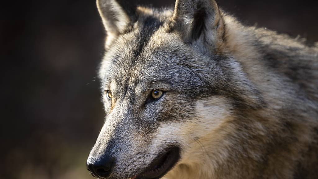 Auf dem Gebiet der Gemeinde Kappel am Albis wurde ein «wolfsähnliches Tier» gesichtet. (Symbolbild)