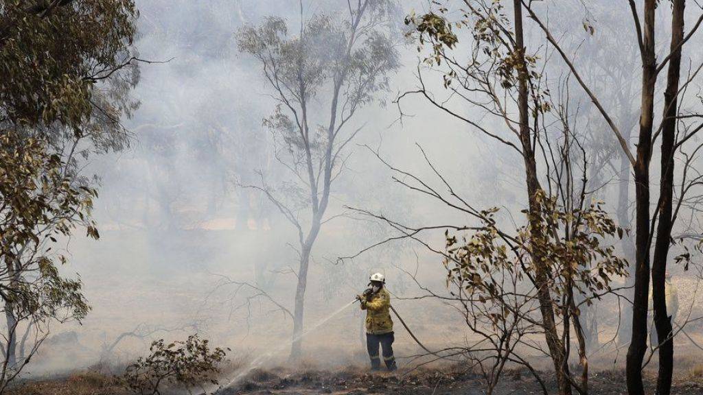 Die Buschbrände von Ende 2019/Anfang 2020 in Australien haben Hunderte von Pflanzen- und wirbellosen Tierarten an den Rand der Ausrottung gebracht. (Archivbild)