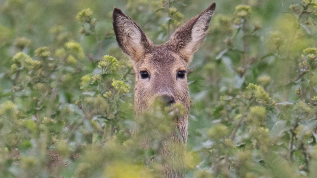 Halten sich Rehe oder Rothirsche in Strassennähe auf, sollen auf der Hauptstrasse H8 zwischen Biberbrugg und Dritter Altmatt künftig LED-Blinklichter die Verkehrsteilnehmenden warnen. (Symbolbild)