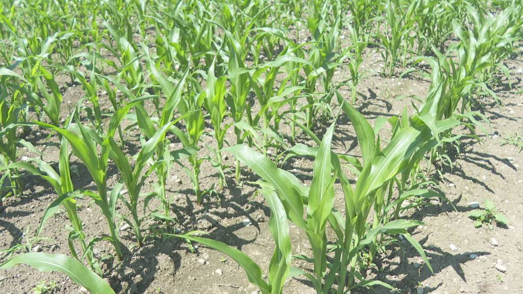 Problem mit Krähen in der Landwirtschaft