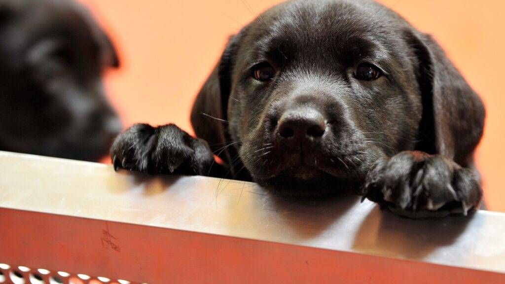 Zürcher Staatsanwaltschaft klagt 33-Jährigen wegen Welpenhandels an