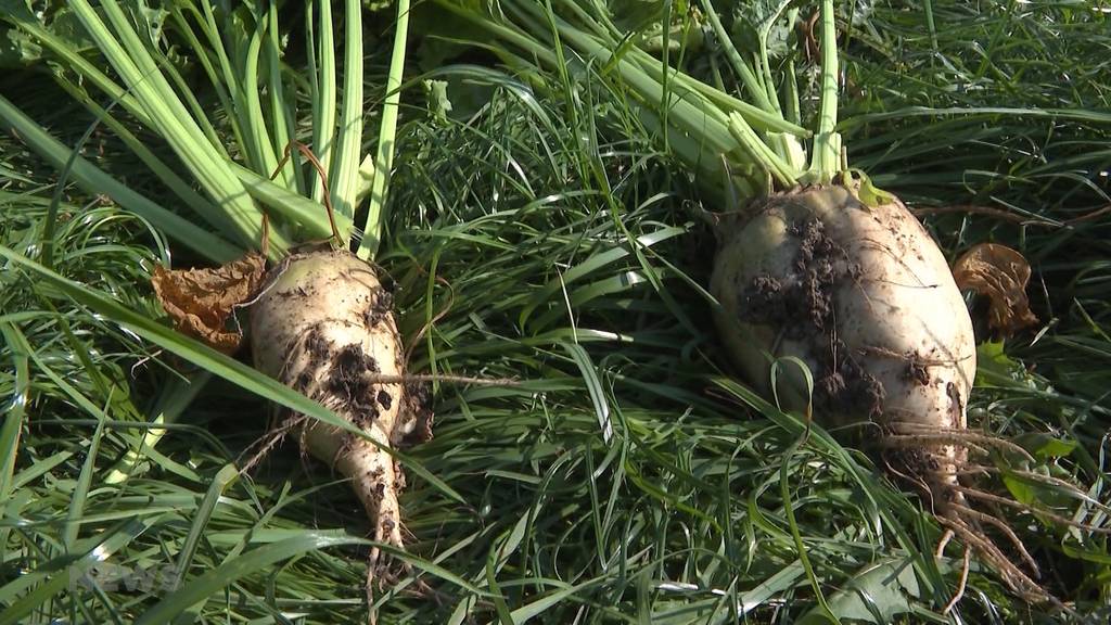 Schwarzes Zuckerrüben-Jahr: Pestizidverbot erschwert Produktion