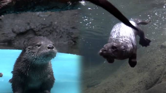 Ein niedliches Raubtier: Otterbaby lernt schwimmen